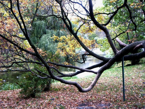 Moje pierwsze zdjęcie na fotosiku,przedstawia fragment Parku w Zamościu #Przyroda