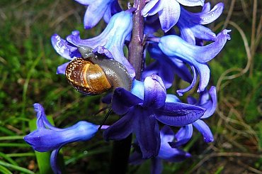 Miały takie tempo, że ledwo nadążyłam z fotografowaniem! #slimaki #WOgrodzie #roślinki #ZBliska