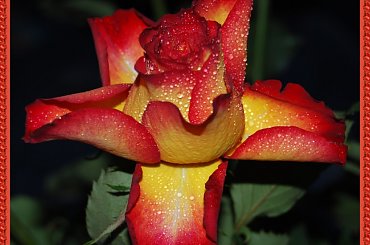 Roze #kwiaty #ogrody #roze #alicjaszrednicka