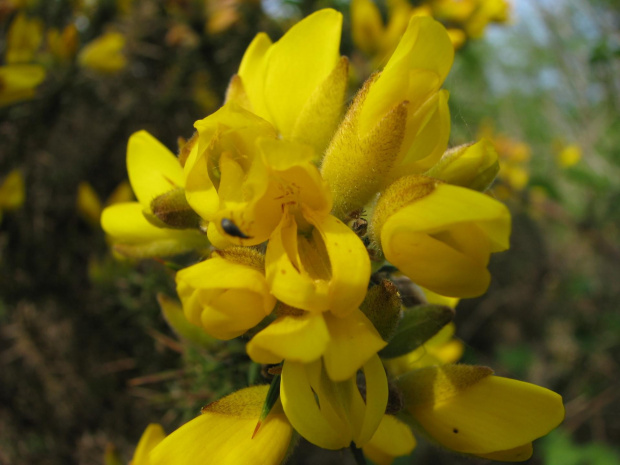 kwiaty #przyroda #natura #rośliny #kwiaty #botanika #flora