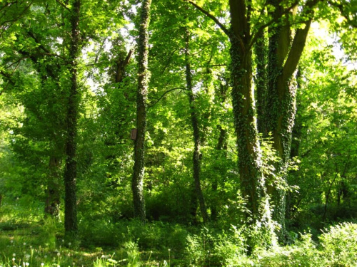 ogród dendrologiczny w P-ń #las #ogród #zieleń #widoki #drzewa