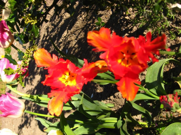 kwiatki w moim ogrodzie ;] #kwiaty #rośliny #natura #widoki
