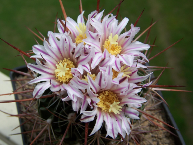 Echinofosulocactus