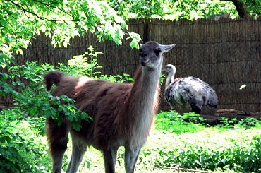 #zwierzęta #ZOO #Wrocław #przyroda