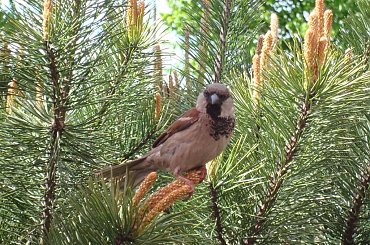 wróbelek #wróbelek #ptaki