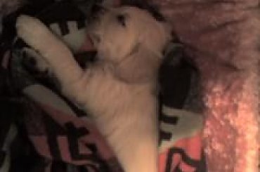 Jej pierwsza drżemka u nas. #GoldenRetriver #pies #suczka