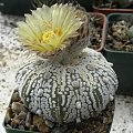 Astrophytum asterias cv supercabuto