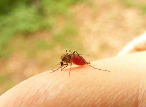 komar ssie krew, seria 10 zdjęć #komar #krew #człowiek