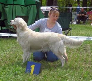 www.zlaty-retriever.unas.cz