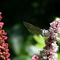 Modraszek wieszczek (Celastrina argiolus) imago f #makro