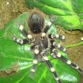 A.Geniculata L9