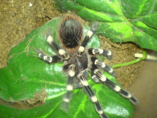 A.Geniculata L9