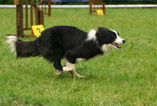 Zawody Agility 24.05.2008 Bydgoszcz PPA