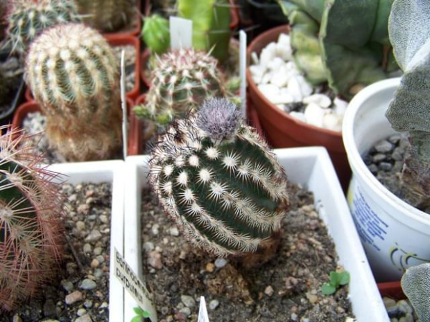 Echinocereus purpureus