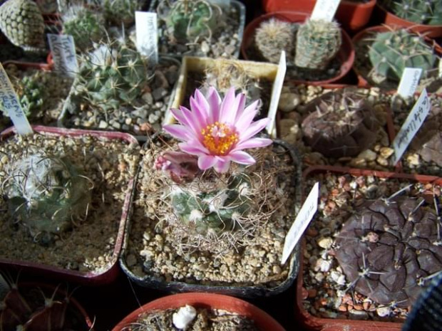 Turbinicarpus