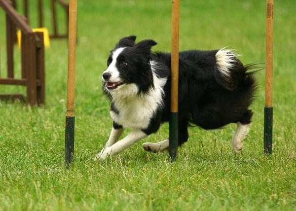 Zawody Agility 24.05.2008 Bydgoszcz PPA