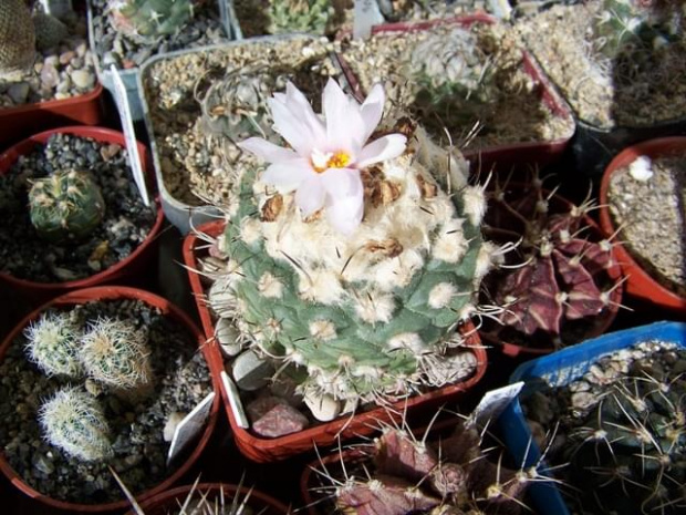 Turbinicarpus lophophoroides