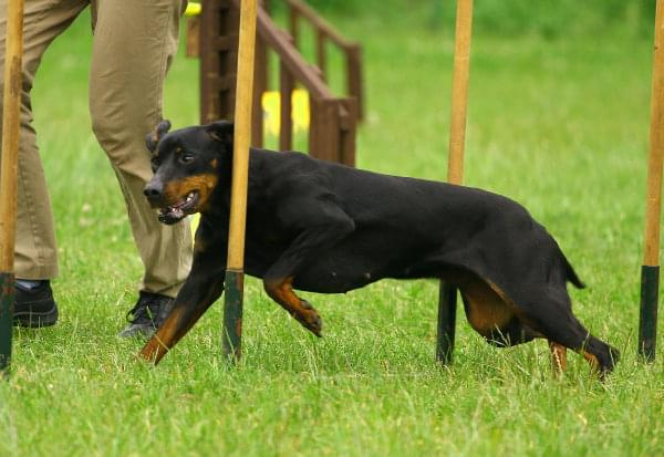 Zawody Agility 24.05.2008 Bydgoszcz PPA