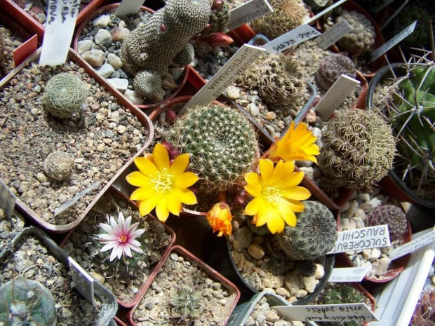 Rebutia spiderdaiana