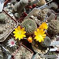 Rebutia spiderdaiana