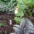 CYPRIPEDIUM