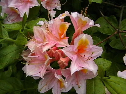 Rododendron #natura