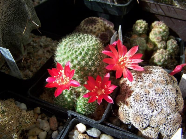 Rebutia minuscula