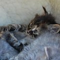 zbliżenia koteczki syberyjskiej szylkretowej Lukrecji ur.26.04.2008 #kocięta #kociaki #Lukrecja #syberyjski #sib