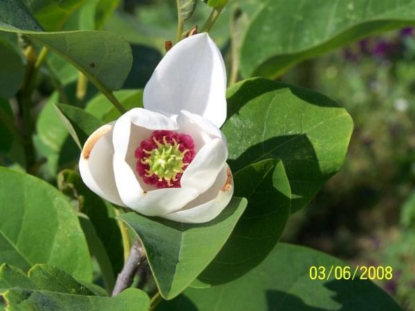 Magnolia sieboldi