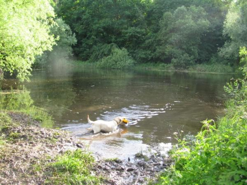 spotkanie labradorowe szczecin #SzczecinRetriever