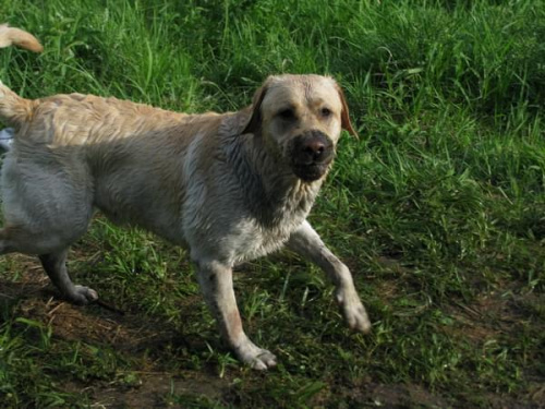 spotkanie labradorowe szczecin #SzczecinRetriever