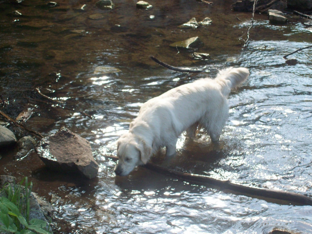 super psina i to dziewczyna #GoldenRetriver