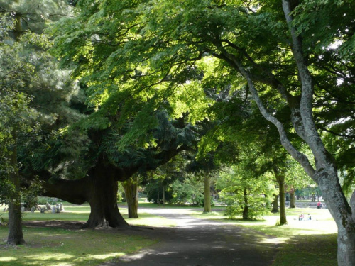 Letni spacer po parku (lato 2008) - najwieksze drzewo przechylone pod ciezarem wlasnych konarow. #drzewo #natura #przyroda #plener #krajobraz
