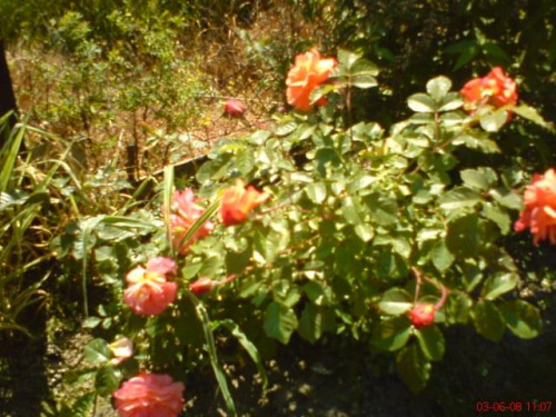 róza herbaciana #kwiaty