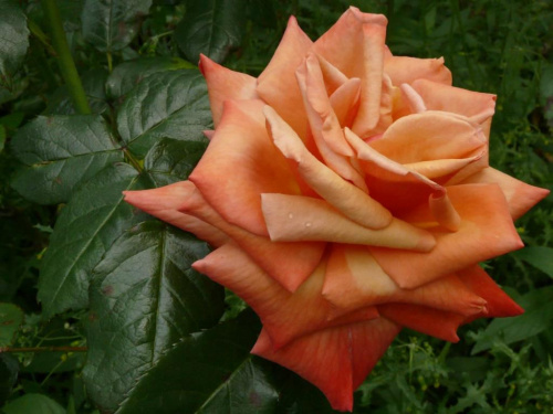 Letni spacer po parku (lato 2008) - makro, manual focus. Herbaciana roza o pieknym zapachu... #kwiat #natura #przyroda #plener