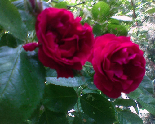 róże dla Laury