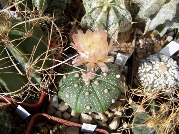 Astrophytum asterias