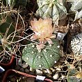 Astrophytum asterias