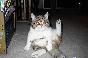 Kto jest chętny ręka w górę ;) #humor #dowcip #śmieszne #smieszne