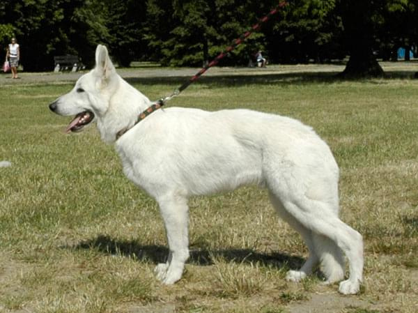 #WhiteSwissShepherd