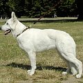 #WhiteSwissShepherd