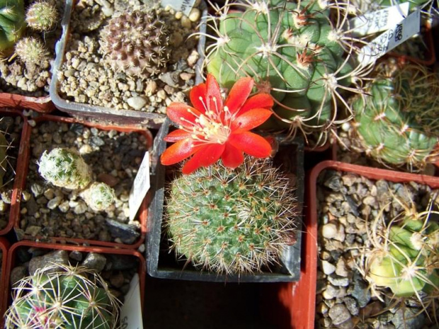 Rebutia