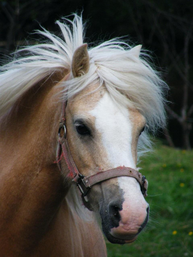 koń #konie