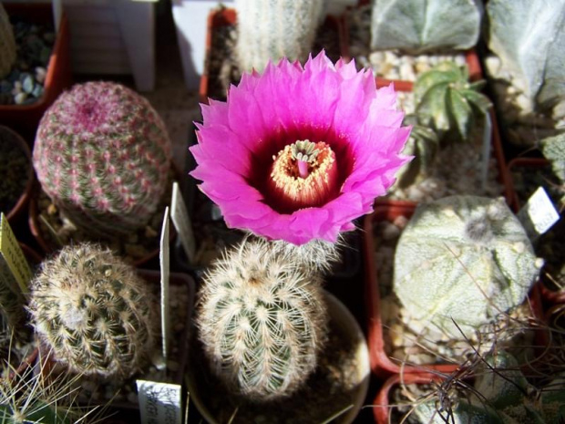 Echinocereus reichenbachii