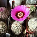 Echinocereus reichenbachii