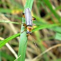 Cantharis nigricans . Data : 22.05.2008. Miejscowość : Piaski Wielkopolskie .