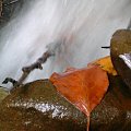 #Bieszczady #woda #jesień #liść