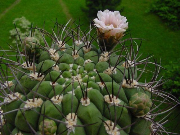 Gymnocalycium saglione