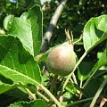jabłuszko #jabłko #owoce #drzewa #jabłoń