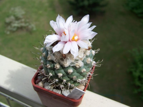 Turbinicarpus lophophoroides